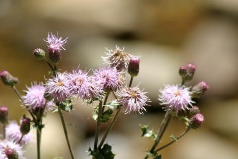 image Cardo cundidor (Cirsium arvense)