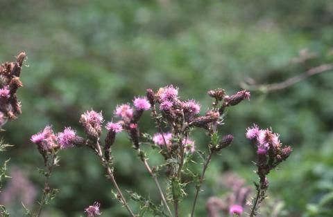 image Cardo cundidor (Cirsium arvense)