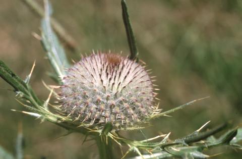 image Cardo lanudo (Cirsium eriophorum)