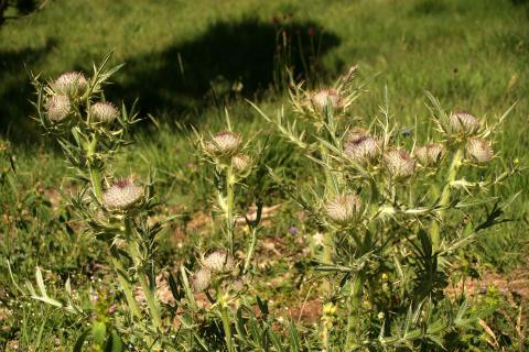 image Cardo lanudo (Cirsium eriophorum)