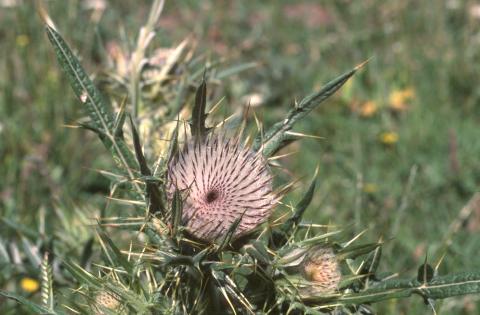 image Cardo lanudo (Cirsium eriophorum)