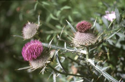 image Cardo lanudo (Cirsium eriophorum)