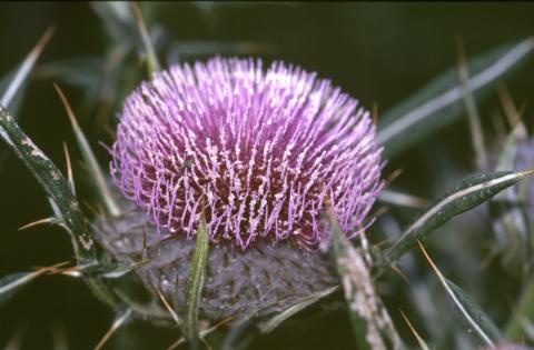 image Cardo lanudo (Cirsium eriophorum)