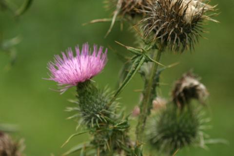 image Cardo vulgar (Cirsium vulgare)