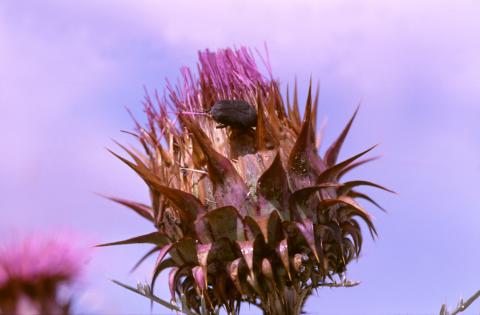 image Alcachofilla (Cynara humilis)