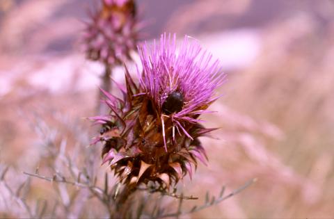 image Alcachofilla (Cynara humilis)