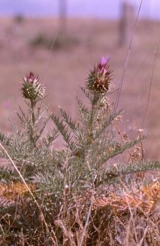 image Alcachofilla (Cynara humilis)