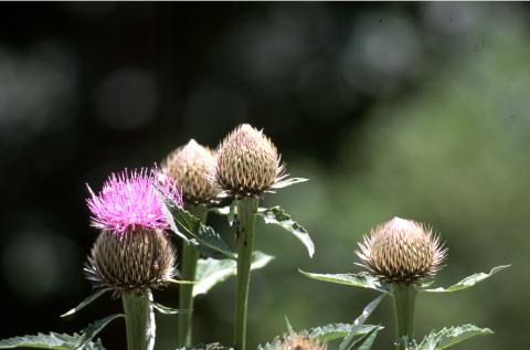 image Serrátula centáurea (Leuzea centauroides)