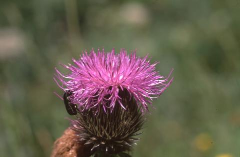 image Serrátula centáurea (Leuzea centauroides)