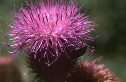 image Serrátula centáurea (Leuzea centauroides)