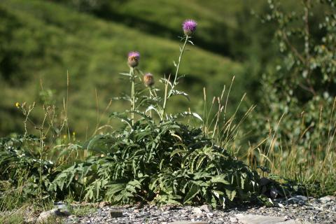 image Serrátula centáurea (Leuzea centauroides)