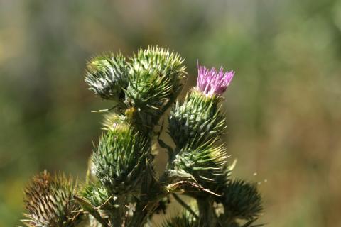 image Cardo del demonio (Onopordum illyricum)