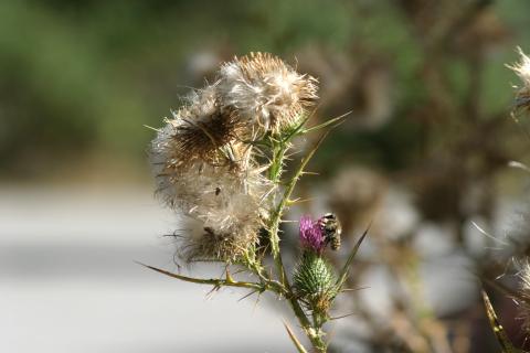 image Cardo (Notobasis syriaca)