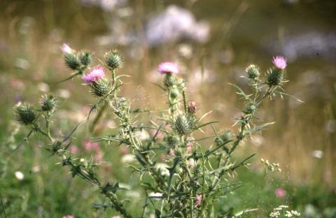 image Cardo (Notobasis syriaca)