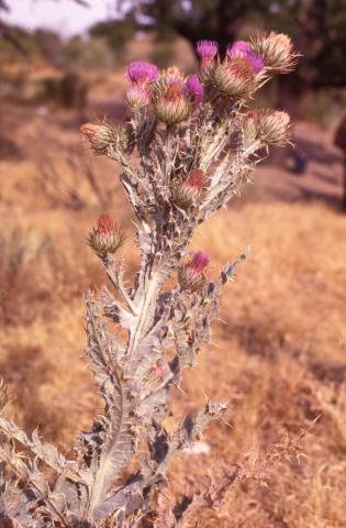 image Toba (Onopordum acanthium)