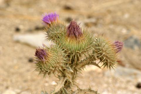 image Toba (Onopordum acanthium)