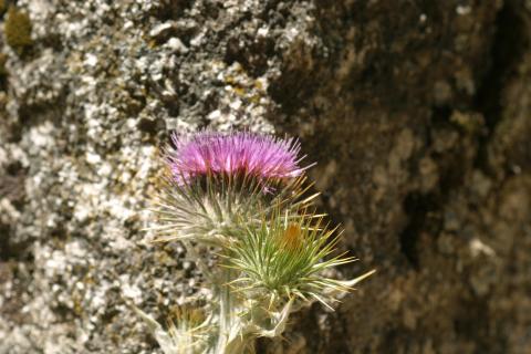 image Toba (Onopordum acanthium)