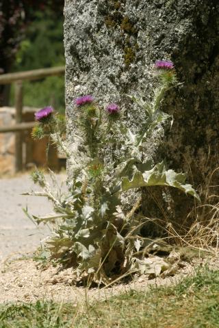 image Toba (Onopordum acanthium)