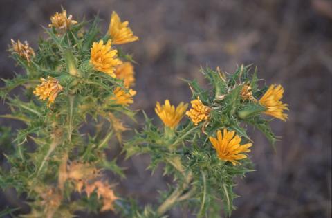image Cardillo (Scolymus grandiflorus)