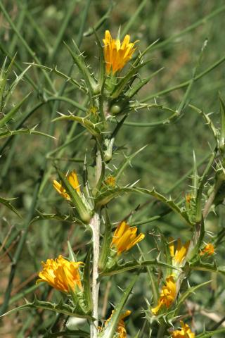 image Cardillo bravío (Scolymus hispanicus)