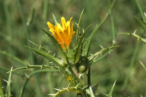 image Cardillo bravío (Scolymus hispanicus)