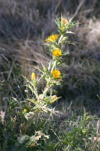 image Cardillo bravío (Scolymus hispanicus)