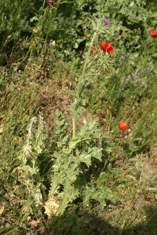 image Cardo mariano o borriquero (Silybum marianum)