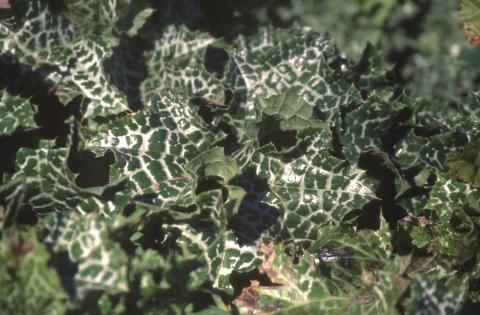 image Cardo mariano o borriquero (Silybum marianum)