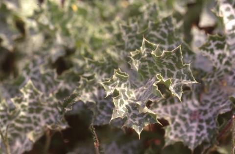 image Cardo mariano o borriquero (Silybum marianum)
