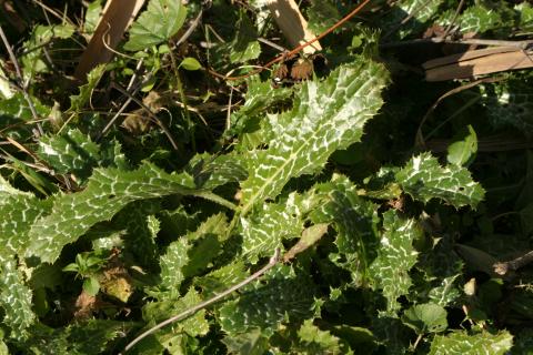 image Cardo mariano o borriquero (Silybum marianum)
