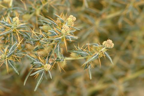 image Arrancamoños (Xanthium spinosum)