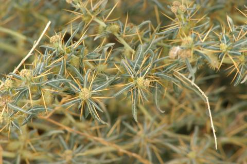 image Arrancamoños (Xanthium spinosum)