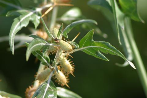 image Arrancamoños (Xanthium spinosum)