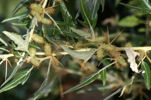 image Arrancamoños (Xanthium spinosum)