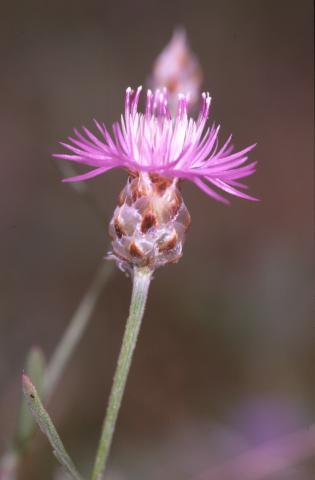 image Centaurea alba
