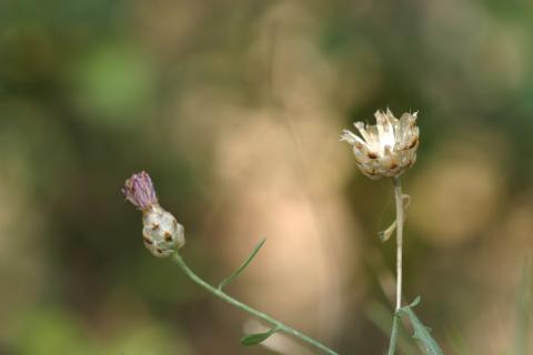 image Centaurea alba