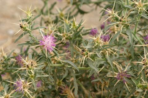 image Trepacaballos o Cardo estrellado (Centaurea calcitrapa)