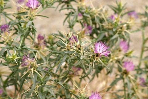 image Trepacaballos o Cardo estrellado (Centaurea calcitrapa)