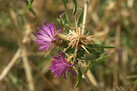 image Trepacaballos o Cardo estrellado (Centaurea calcitrapa)