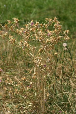 image Trepacaballos o Cardo estrellado (Centaurea calcitrapa)
