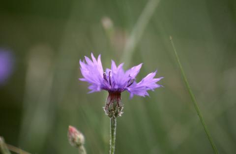 image Azulejo o Aciano (Centaurea cyanus)