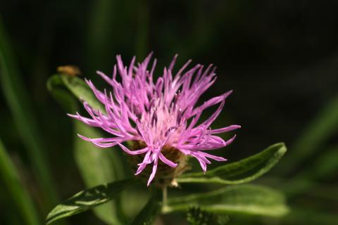 image Cártamo silvestre (Centaurea jacea)