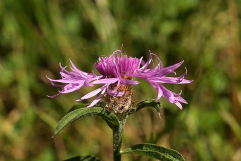 image Cártamo silvestre (Centaurea jacea)
