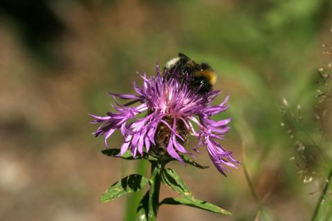 image Cártamo silvestre (Centaurea jacea)