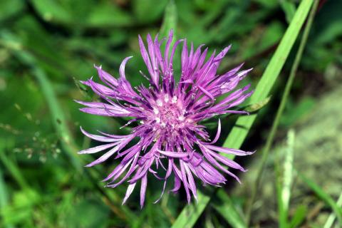 image Cártamo silvestre (Centaurea jacea)
