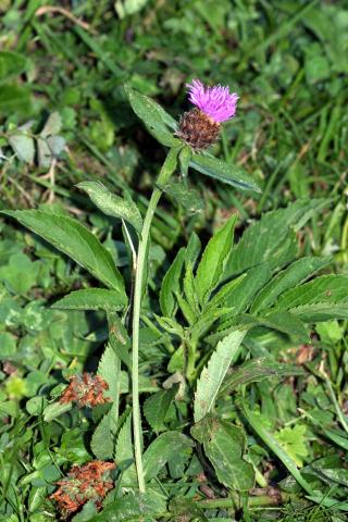 image Cártamo silvestre (Centaurea jacea)