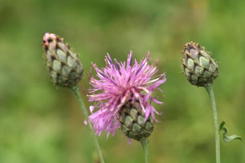 image Aciano de montaña (Centaurea montana)
