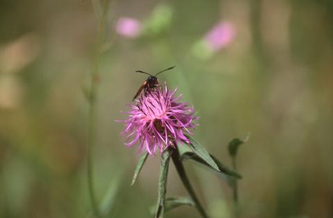 image Aciano de montaña (Centaurea montana)