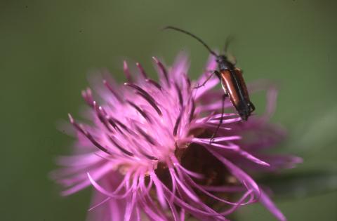 image Aciano de montaña (Centaurea montana)
