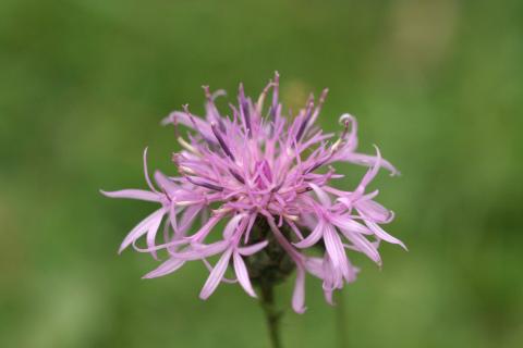 image Aciano de montaña (Centaurea montana)